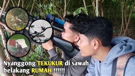 Berburu Tekukur Di Spot Belakang Rumah Youtube