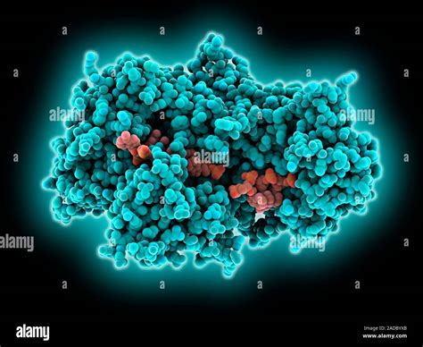 Cas3 proteína complejos con el ADN viral El modelo de ordenador