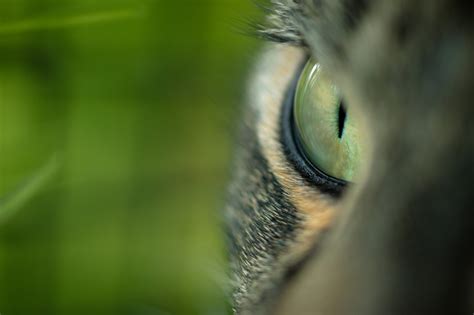 картинки : трава, птица, фотография, лист, Дикая природа, клюв, Кот ...