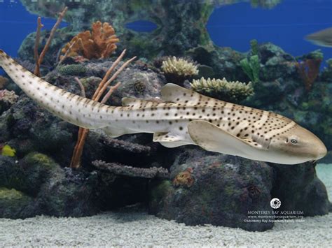 Finformation: Zebra Shark