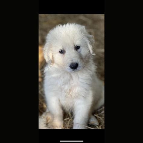 Alpine Large Female Maremma Sheepdog Dog In Vic Petrescue