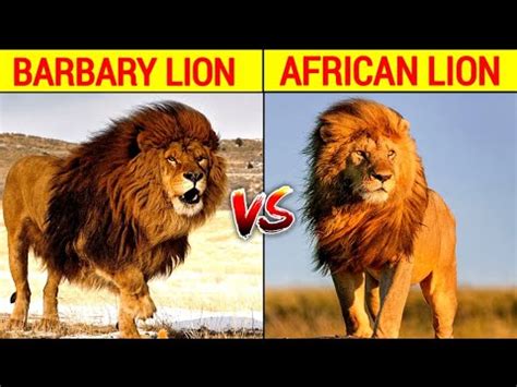 Barbary lion vs african lion | Gir lions news from gir the last home of asiatic lions