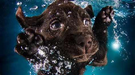 Underwater Dogs Hd Wallpapers Top Free Underwater Dogs Hd Backgrounds