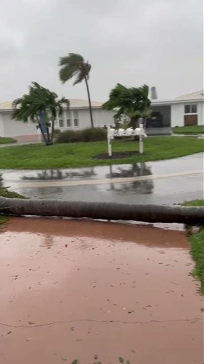 Our Palm Tree Fell 🌴🌴🌴south Venice Fl 📍 Hurricane Ian Hurricaneian