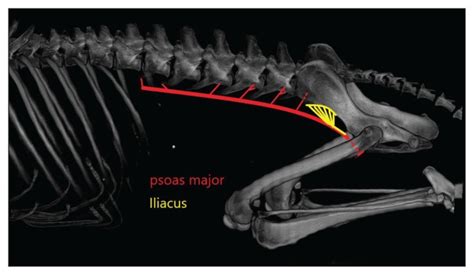 Iliopsoas Muscle Dog