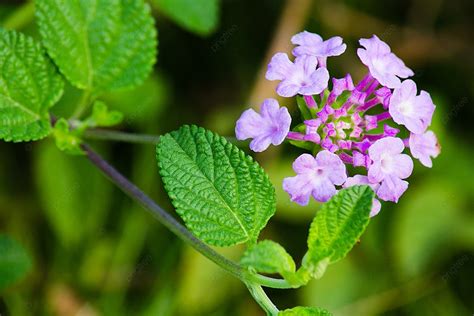 Lantana Camara Background Images Vectors And Psd Files For Free