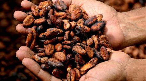 Día mundial del Cacao Conoce más sobre su valor nutricional