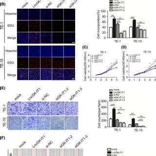 GKIT1 Affects Proliferation Migration And Invasion Of ESCC Cells