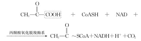 生物氧化解读生命化学挂云帆