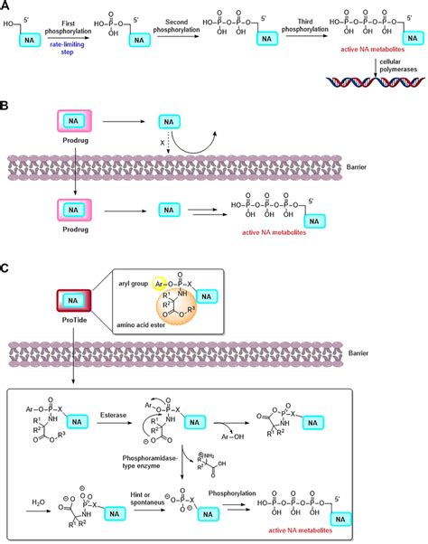 (A) The activation mechanism of NA (NA: nucleoside analogue). (B) The ...