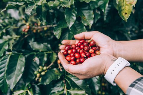 Crown Coffee – Specialty Grade Coffee, Freshly Roasted to Order