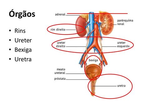 Sistema Excretor Partes