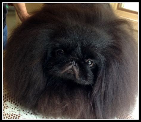 Photo Gallery Happy Tail Pekingese