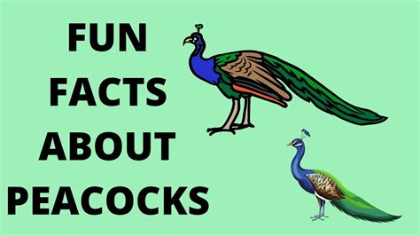 Peacocks Fun Facts About Peacocks Lets Learn Some Fun Facts Youtube