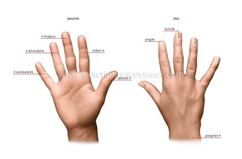 être humain > organes des sens > toucher > main image - Dictionnaire Visuel