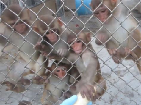 Row erupts over 1,000 lab-test monkeys that may be…