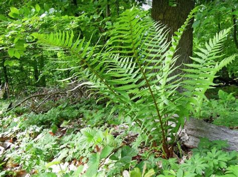 Ciencia C Mo Evolucionaron Las Plantas Para Colonizar La Tierra Firme