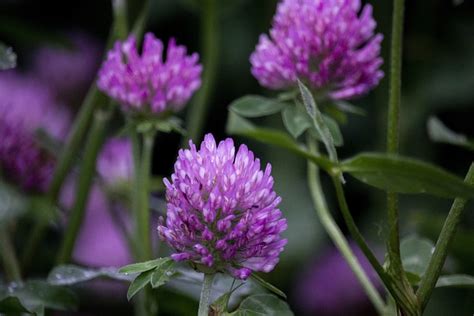 Clover Flowers Summer Free Photo On Pixabay