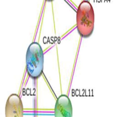 Protein Protein Interaction Visualized Through Construction Of Ppi