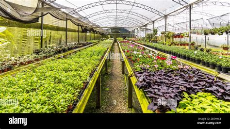 Beautiful View Of A Plant Nursery With Various Plants And Flowers Stock