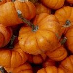 Miniature Pumpkins Stock Photo By Woodkern