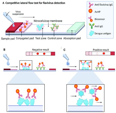 Scheme Of The Competitive Lateral Flow Assay Designed In This Study For