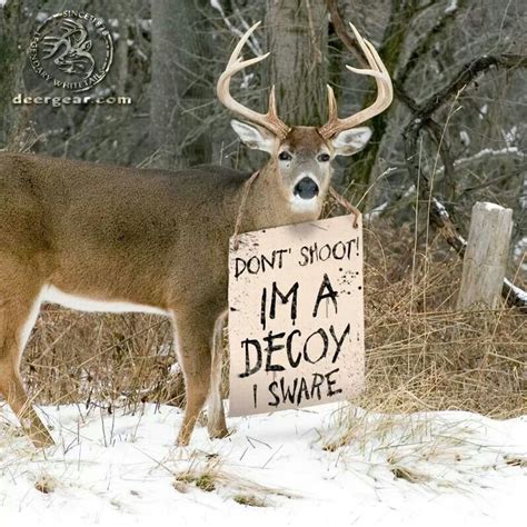 Funny Deer Hunting Quotes Shortquotescc