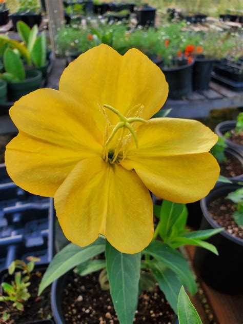 Oenothera Biennis Common Evening Primrose Nursery Taylor Lone