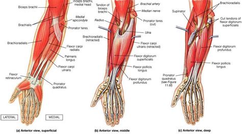 Muscle Identification Forearm Muscles Muscle Anatomy Forearm Muscle Anatomy