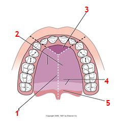 Oral Embryology And Histology Flashcards Quizlet