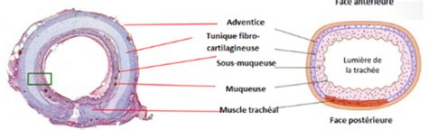 Appareil Respiratoire Cartes Quizlet