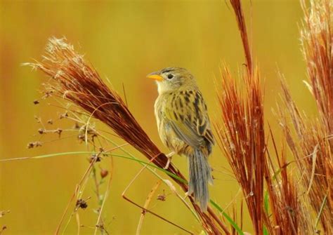 El Coludo Grande Una Bella Especie De Los Pastizales Del Sur De