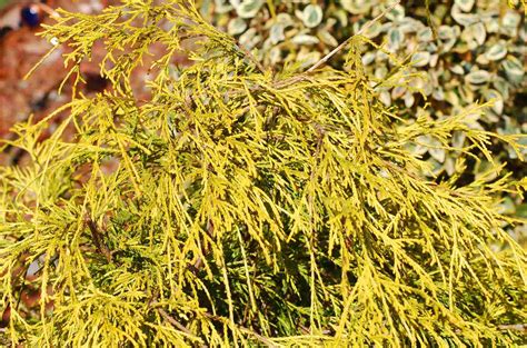 12 Colorful Shrubs For Year Round Color