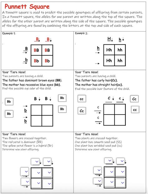 Punnett Square Worksheet | PDF - Worksheets Library