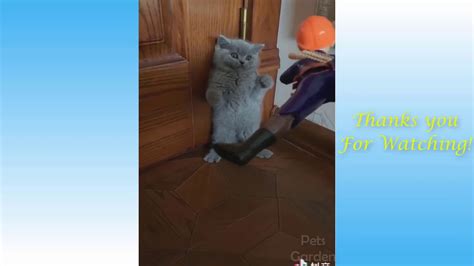 Funny Cat Compilation 2020 😍😍 Youtube