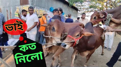 ভাই কত নিলো Bhai Koto Nilo Qurbani Cow Price In Bd। Qurbani Cow