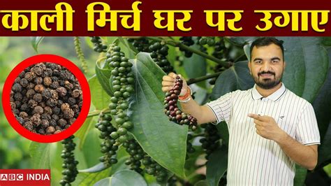 Black Pepper Kali Mirch Plant