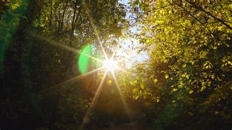 Sun Rays Pass Through Trees Stock Footage Video Of Beam Background 247418696