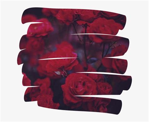 Download Rose Flower 꽃 Overlay Aesthetic Tumblr Red - Aesthetic Red ...