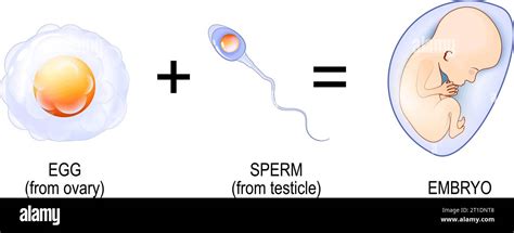 Fertilization Process From Sperm Penetration Into Egg To Embryo