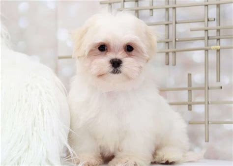 Malshi Puppies for Sale – Top 5 Breeders!