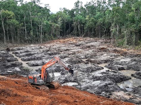 Land Clearing Kebun Sawit Sintang Kalbar Pt Fortuna Lancar Adimakmur