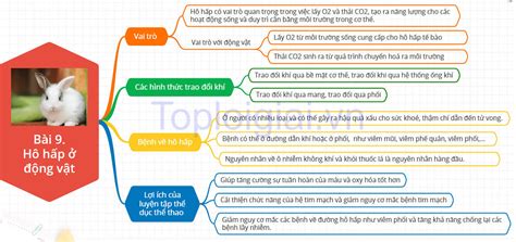 Sơ đồ Tư Duy Sinh Học 11 Bài 9 Kết Nối Tri Thức Cánh Diều Chân Trời