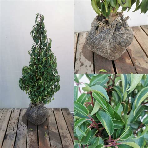 Portuguese Laurel Prunus Lusitanica ⋆ Perfect For Plants