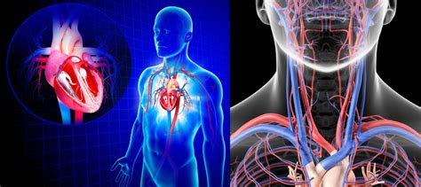 Brachiocephalic Vein Anatomy Tributaries Drainage Learn From Doctor