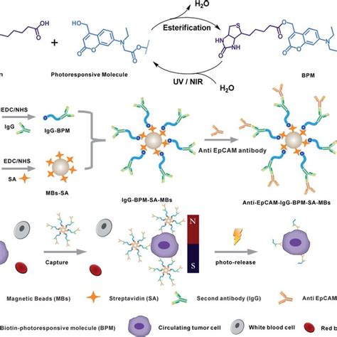 Scheme 1 Schematic Diagram Showing The Photoresponsive Immunomagnetic