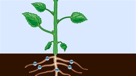 Vascular System Botany Xylem Phloem Importance Characteristics