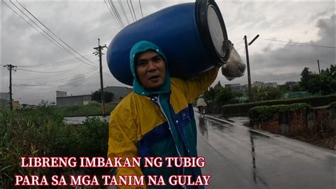 Pagtatanim Ng Mais Sa Maulan Na Panahon Maglalabasan Nanaman Ang Mga