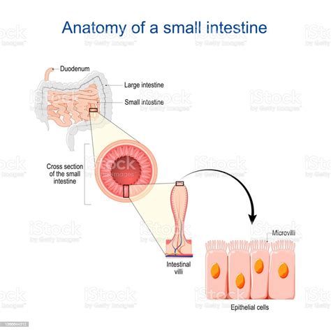 Small Intestine Anatomy Cross Section Of A Ileum With Internal Villi