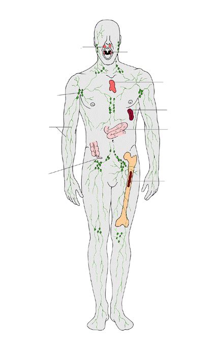 P262 Chapter 20 Lymphatic System Diagram Quizlet